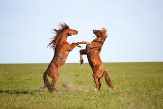 Desert Lake Mustangs