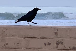 I Am a Crow on the Beach