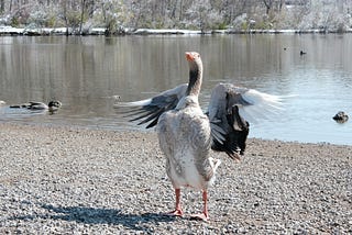 Be More Goose (a gander into leadership): Part 5