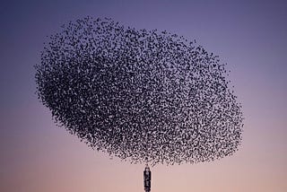 Flight of Agility: How Starling Murmurations Inspire Agile Teams to Soar Above the Rest