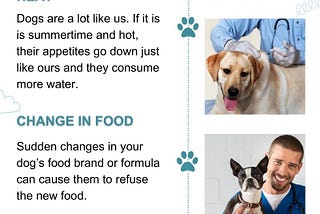 Tips for When Your Dog Won’t Eat