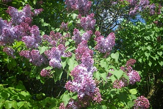 The Scented Lilacs of Spring