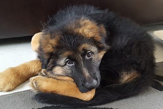 My Dream Puppy Was a “Difficult Child”