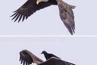 Why Do Crows Chase Eagles?