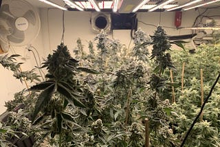 Is there any difference in crops grown with LED Grow Light?