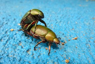 Mating beetles