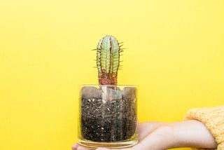 a hand holding a potted cactus, held against a yellow background