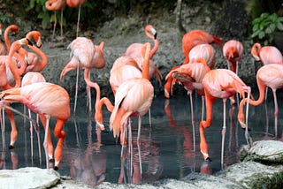 Flock of flamingo