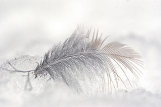 IMAGE: A white feather on the snow