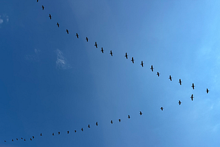 Canada geese flying in a v-shape overhead