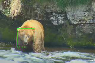 BearCam Companion