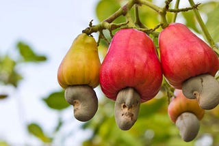 Global Demand and Agro-Processing of Cashew Nuts in Africa