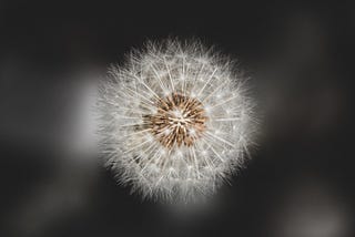 Dandelion seed pod