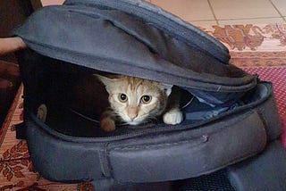 Calming Pheromones for Pets: What’re They & Its Effects
