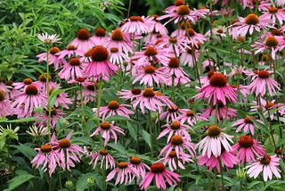 Georgia Native Plants Even New Gardeners Can Grow