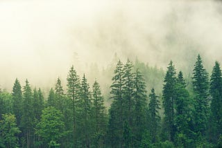 Trees and 5 Reasons You Should Care About Them