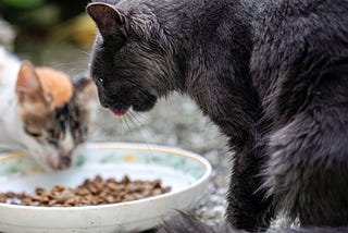Wet vs. Dry Cat Food: Which One is Better for your Cat?