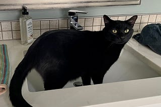 The Cat Has Recovered From My Husband’s Brain Surgery. But Wait, There’s More.