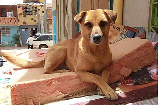 ¡A ESTERILIZAR A LOS ANIMALITOS DE LA CALLE!