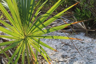 A palmetto leaf glowing with sunlight on a patch of sand.