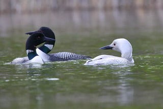 Breaking Bird News — A Rare White Loon!