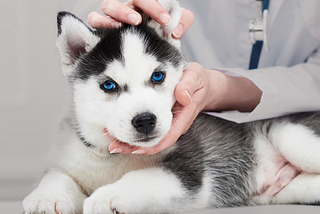 Common Dog Diseases