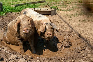 two pigs lying in a muddy pig pen