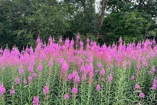 Tickled Pink