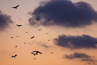 Bats flying in the air at dusk