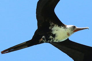 How Can This Seabird Get Enough Sleep When It Spends Weeks in the Air?