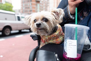 Fraudulent Assistance Animals Raise Concerns for Legitimate Helper Animals