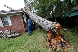 Storm-proofing Your Trees: Preparation Tips for Gold Coast Weather