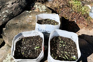 Winter Sowing Proves to be Successful Once Again