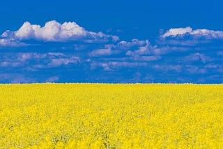 Blue Sky, Sunflower and a War