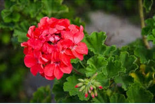 Geranium Flowers