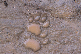 Musings of a Naturalist — visitors great and small