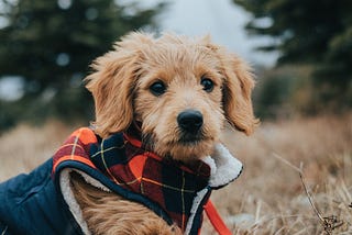 Unraveling the Charm of Yorkshire Terrier White Coats