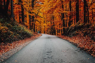 An empty road surrounded by a colorful fall forest.