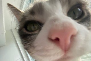 Close-up of the face of “Gracie” the cat, a grey and white cat.