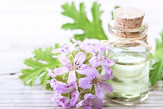 Geranium Oil; Its Uses & Benefits