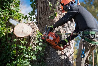 Reasons to Consider Tree Removal