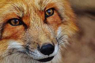 Closeup of fox face. Fur is orangish-red and white, eyes are brown, tip of the nose and whiskers are dark black.