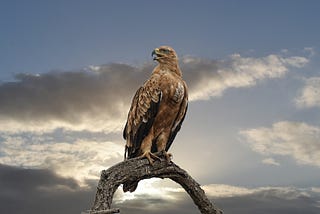 Falcon LLM Integration and Usage Proposal