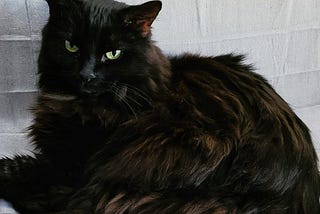 Frida, the black, fluffy cat
