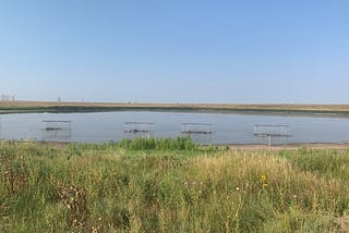 Four swim-in traps in a lake that have about 10–15 ducks caught in them