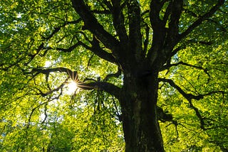 Taken from underneath a tree looking upwards into the canopy, with an abundance of bridge green leaves, backlit by the sunshine peaking through the branches