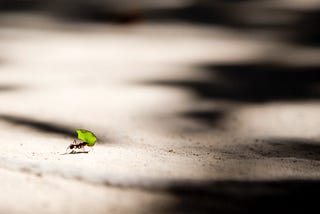 Photo of an ant carrying a green leaf across the sand.