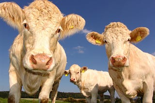 Debunking the methane myth: Why cows aren’t responsible for climate change