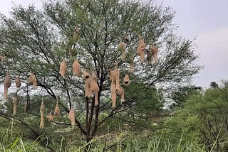 Connection with Nature! Are we losing it?