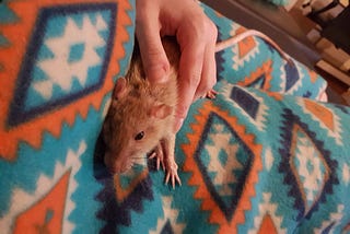 With a Rat on my Lap